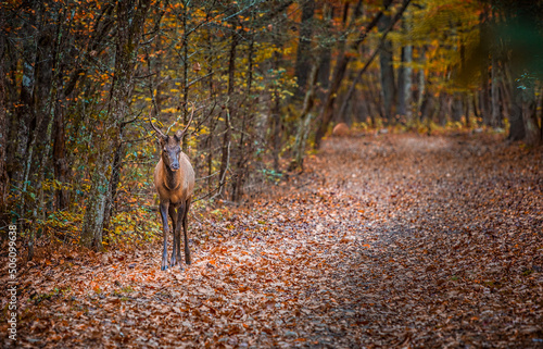 Young elk with small antlers walks down leaf covered road in Autumn photo