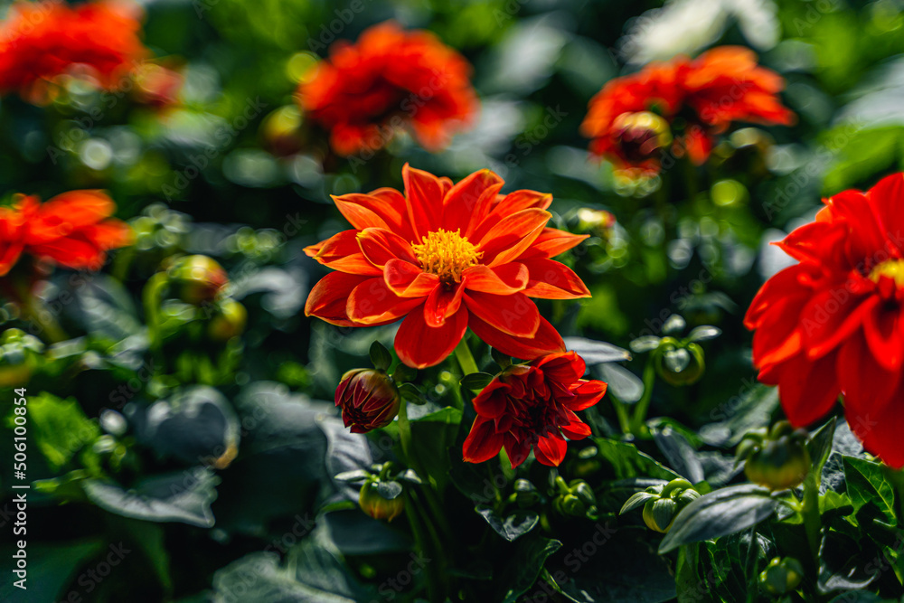 Macro Fleur orange Dahlia Macro Fleur orange Dahlia