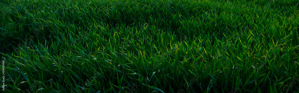 Green wheat field in spring Green wheat field in spring