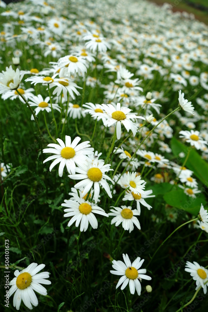 Fototapeta premium flowers that bloom in spring