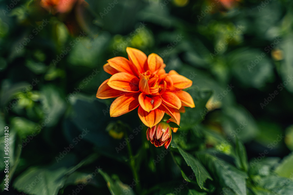 Macro Fleur orange Dahlia vue de côté Macro Fleur orange Dahlia vue de côté