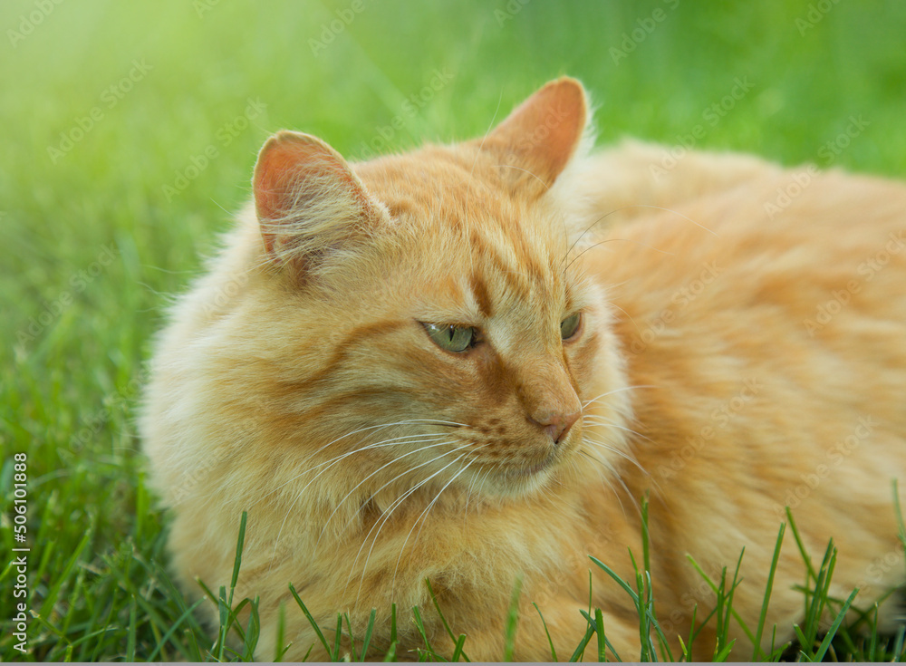 Big beautiful fluffy red orange cat in green grass summer sunny garden happy pet