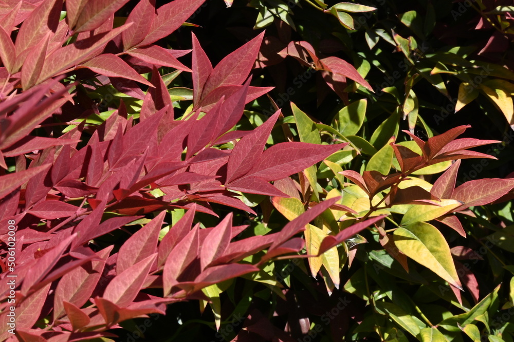 Nandina domestica commonly known as nandina, heavenly bamboo or sacred bamboo, is a species of flowering plant in the family Berberidaceae, Nandina domestica Fire Power.
