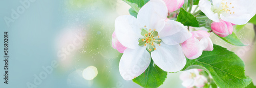 Apple tree blossom