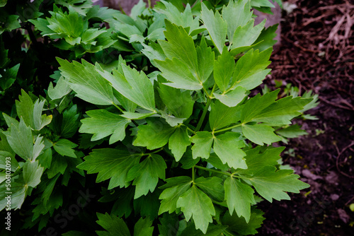 Levisticum officinale or lovage in the garden,  fresh green leaves