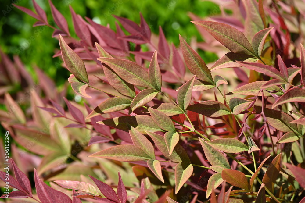 Nandina domestica commonly known as nandina, heavenly bamboo or sacred bamboo, is a species of flowering plant in the family Berberidaceae, Nandina domestica Fire Power.
Nandina domestica commonly known as nandina, heavenly bamboo or sacred bamboo, is a species of flowering plant in the family Berberidaceae, Nandina domestica Fire Power.