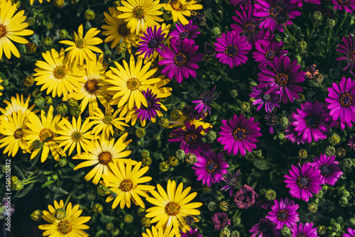 Champs de fleurs plusieurs couleurs jaune et violet Ost  ospermum