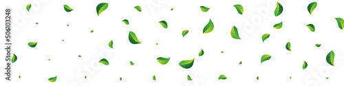 Olive Leaves Fly Vector Panoramic White