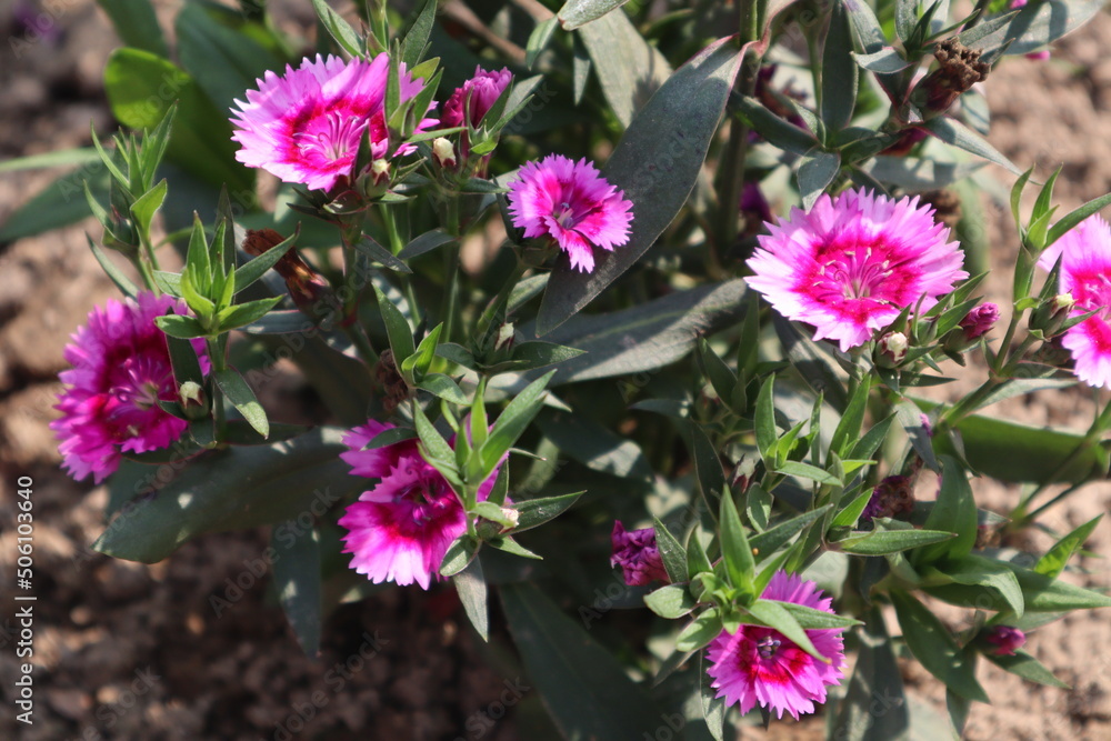 A Bunch of Pink Colored Flowers A Bunch of Pink Colored Flowers