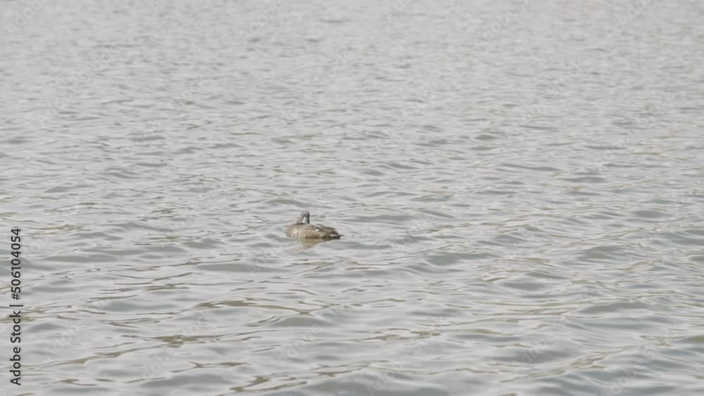 Slow motion tufted duck cleaning procedure in a pond Slow motion tufted duck cleaning procedure in a pond