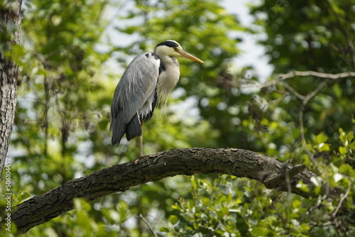 Grey Heron (Ardea cinerea), is a wading bird of the heron family Ardeidae.