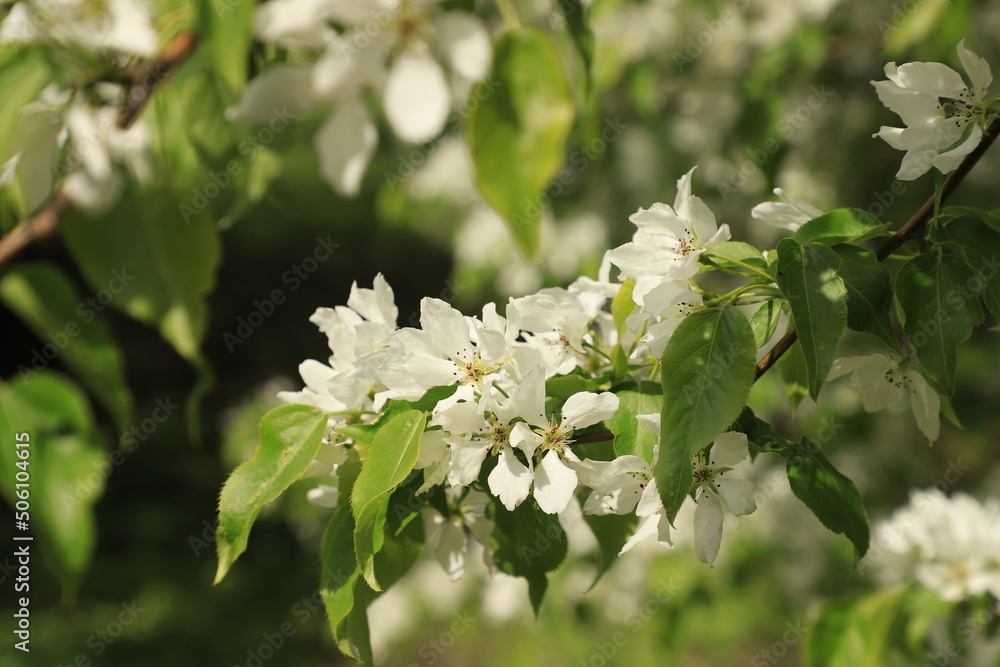 Branches of a blossoming apple tree with white flowers and bright green leaves. Branches of a blossoming apple tree with white flowers and bright green leaves.