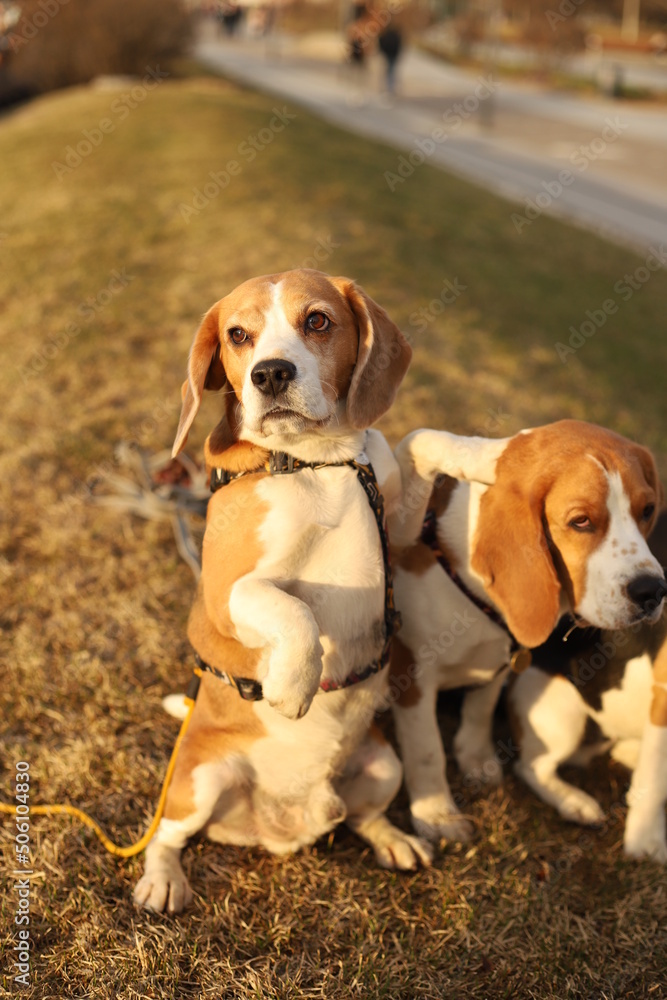 Two beagles pose in the park: one dog puts its front paws on the back of the second dog.