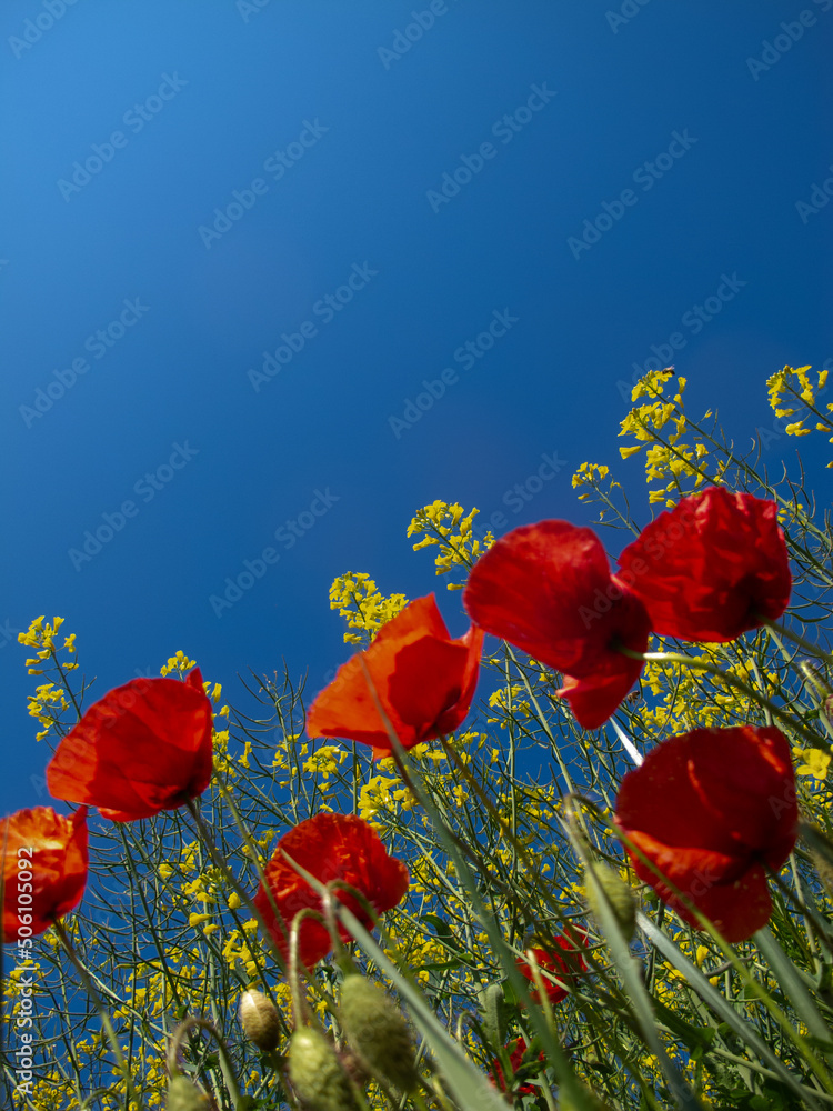 Obraz premium papaveri