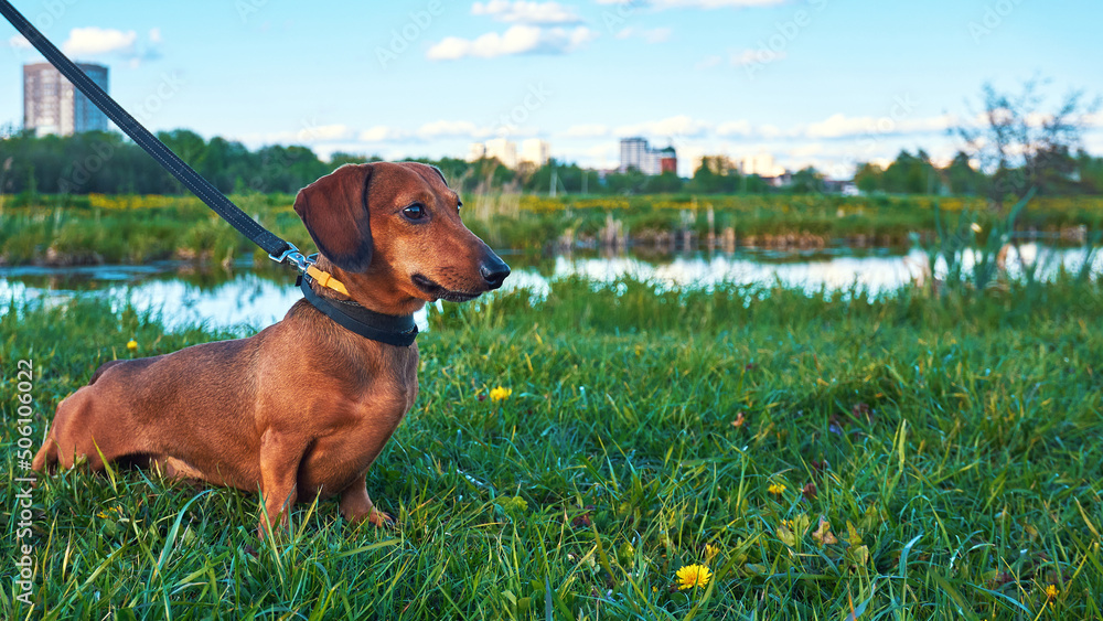 Walking the dog outside the city. Red smooth-haired mini dachshund stands on green grass next to the river outside the city