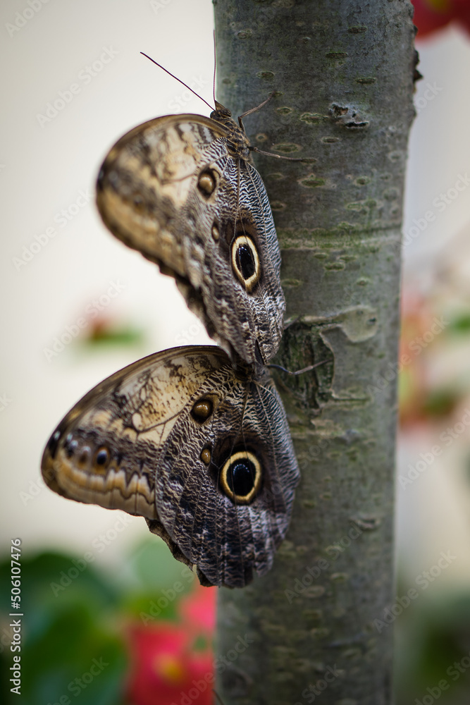 kolorowy motyl w motylarni 5 kolorowy motyl w motylarni 5