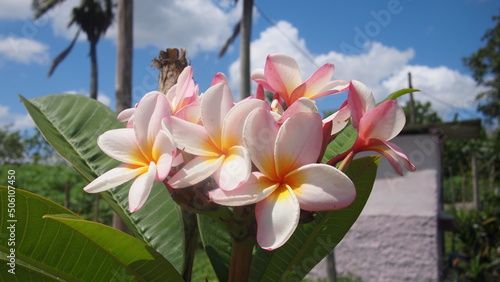 Blooming frangipani or red-jasmine, temple tree (Plumeria rubra) on a blurred background, Cuba photo