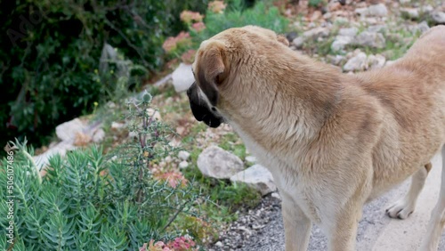 alabai, central asian shepherd dog, pet walks in the forest photo