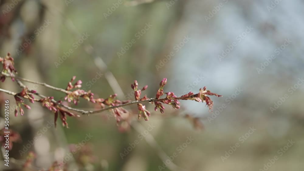 Slow motion shot of first sakura buds in spring Slow motion shot of first sakura buds in spring