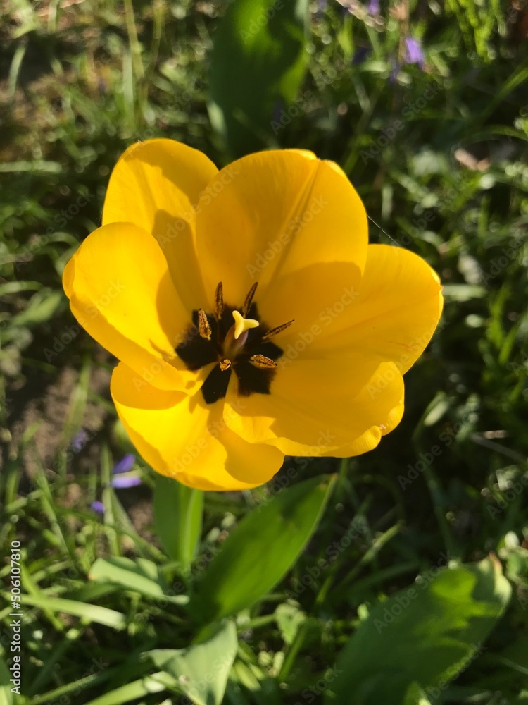 yellow flower in the garden yellow flower in the garden