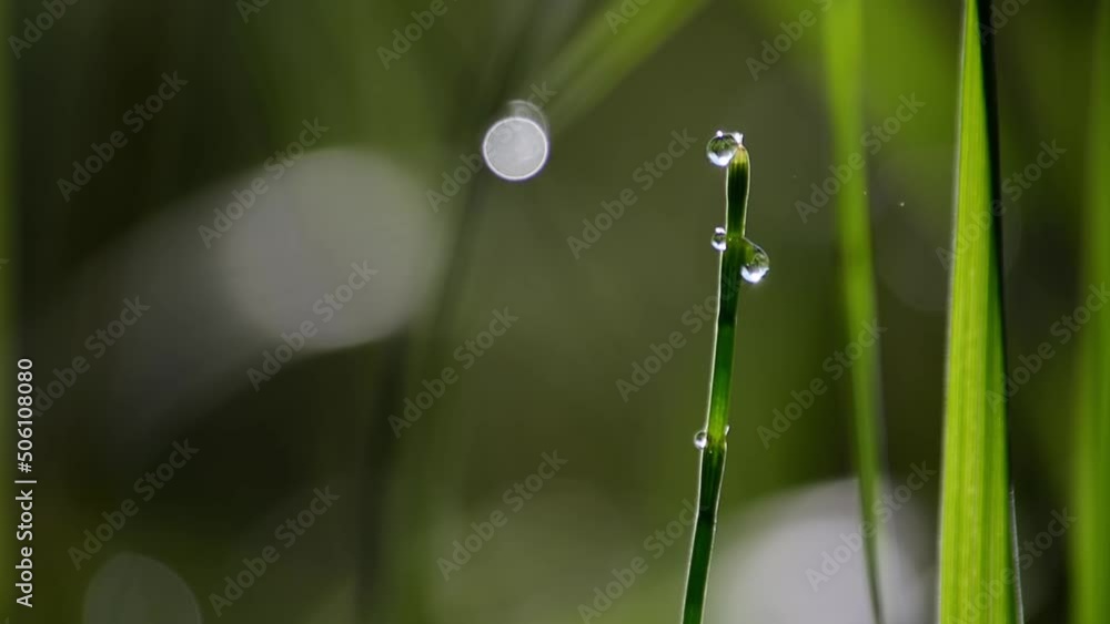 Grass with a drop of water. Morning. Kazakhstan. Grass with a drop of water. Morning. Kazakhstan.