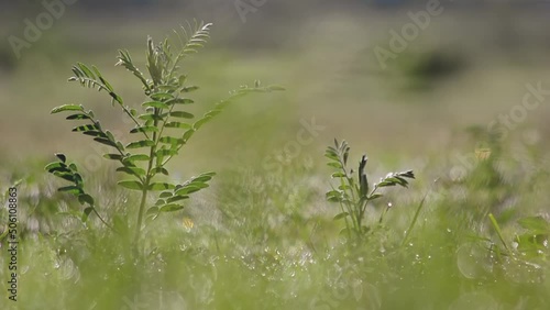 Forest pea - Vicia sylvatica. Morning. End of spring. Kazakhstan. photo