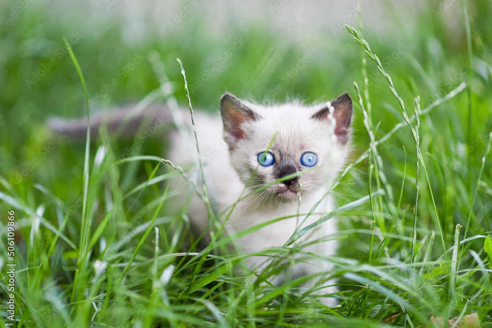 little gray Siamese kitten in tall green grass, kitten walking outside, scared kitten little gray Siamese kitten in tall green grass, kitten walking outside, scared kitten