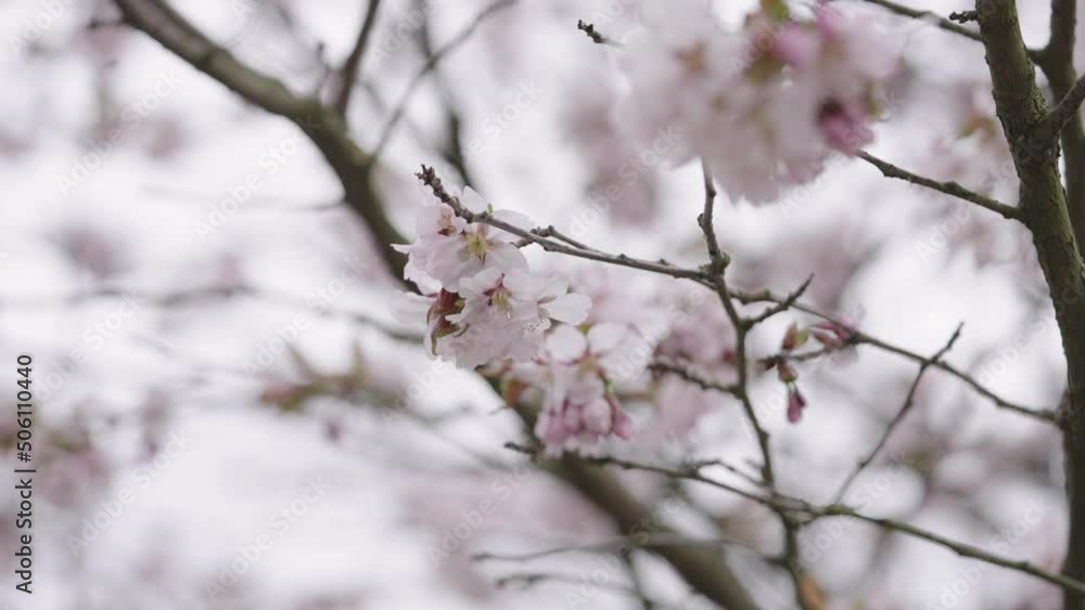 Slow motion handheld shot of sakura tree blossom Slow motion handheld shot of sakura tree blossom