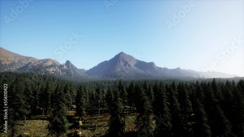 Beautiful sunset view in cedar forest in front of sayan mountain range photo