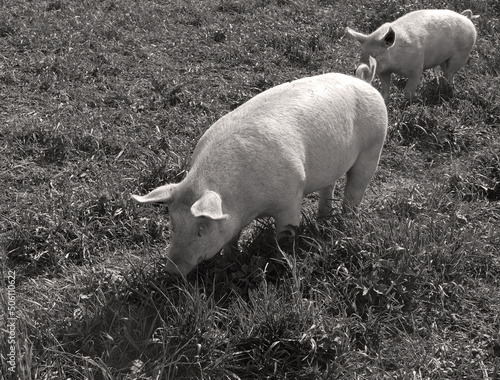 bucolica immagine di maiali in campagna photo