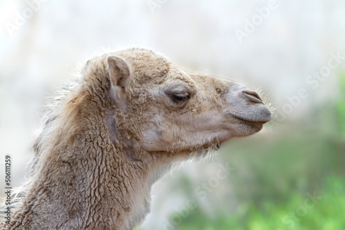 Head of young white dromedary in the desert in profile