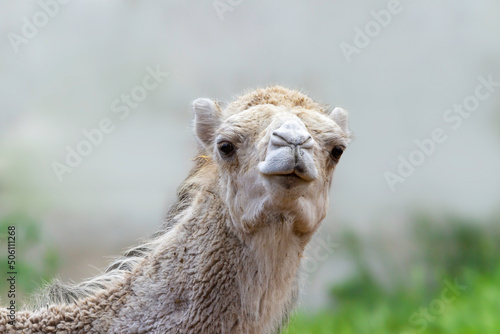 Head of young white dromedary in the desert looking at camera