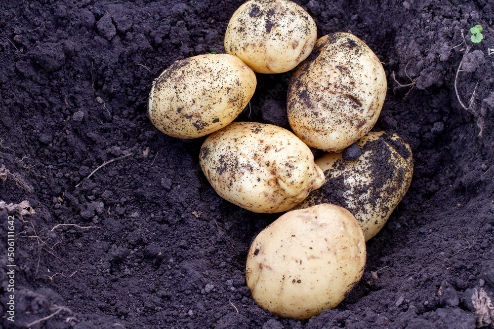 Harvest of fresh potatoes on the soil of the garden Harvest of fresh potatoes on the soil of the garden