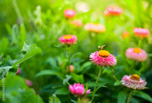 A bee collecting nectar from a yellow pollen of a pink flower in the garden. Selective focus