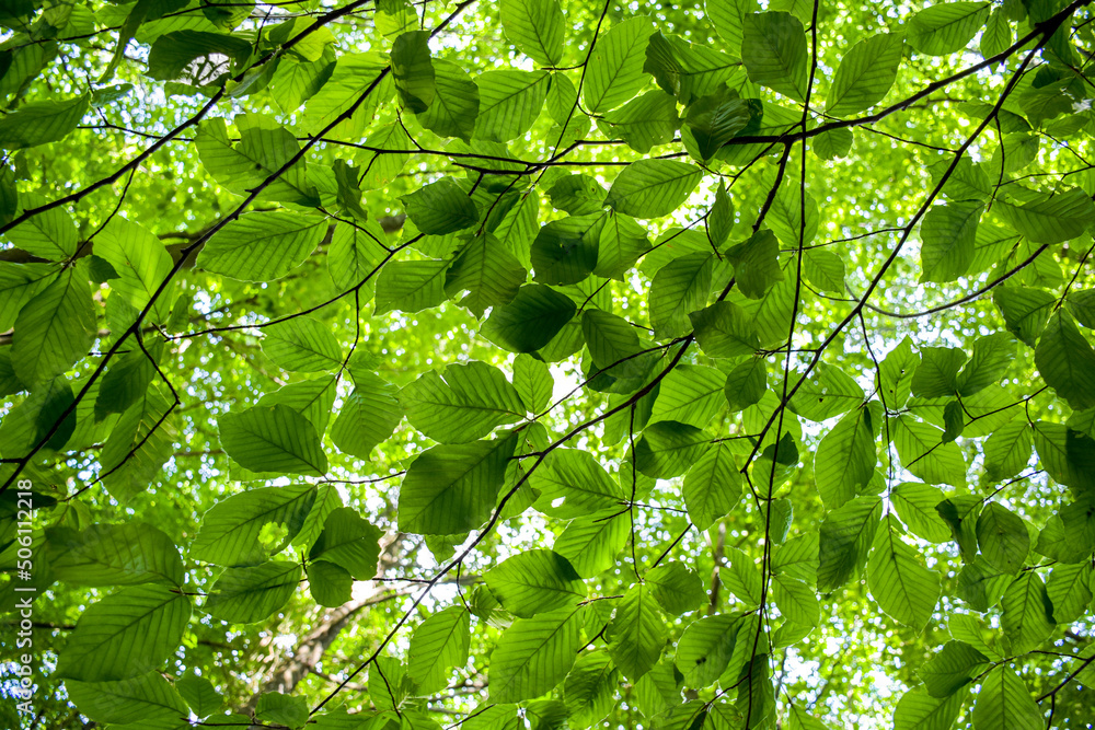 green Fagus grandifolia american beech leaves leaf, can be used as background green Fagus grandifolia american beech leaves leaf, can be used as background