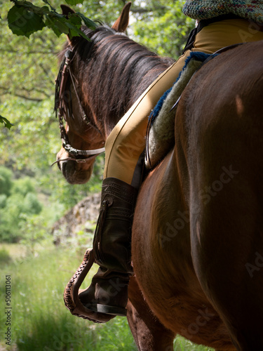 Backview of female rider riding a chestnut andalusian horse on a spring day in the countryside.