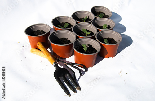 seedlings in plastic pots on white table. Green plants in peat pots. Baby plants sowing in small pots. Trays for agricultural seedlings.