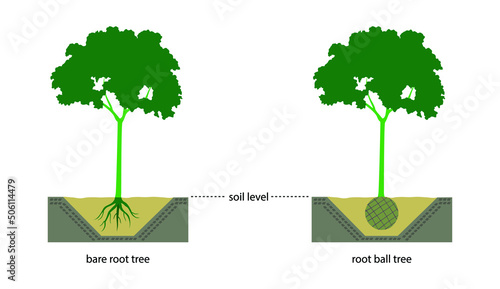 illustration of gardening and landscape, Growing trees from seeds, Digging and transplanting trees to plant will make the tree have no taproot, tree without root