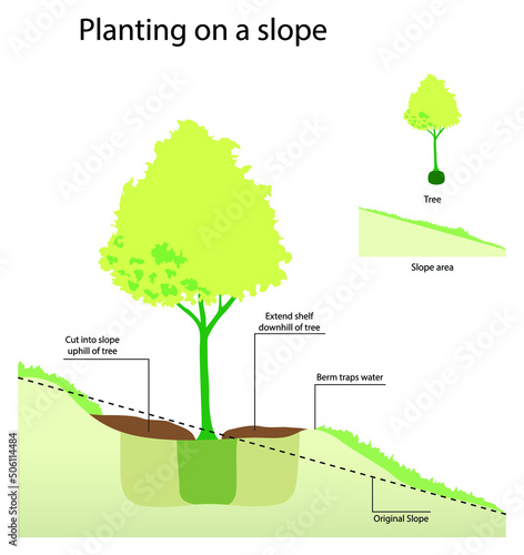 illustration of gardening and landscape, Planting on a slope, How to plant large trees on slopes of mountains, Slope Garden for Planting on Hillsides and Other Uneven Ground, sloping garden, Deep root
