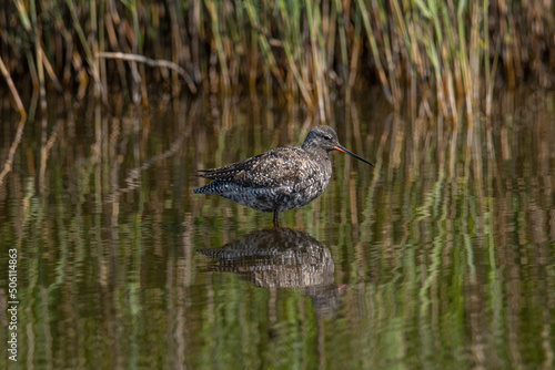 Spotted Redshank in water (Tringa erythropus)
