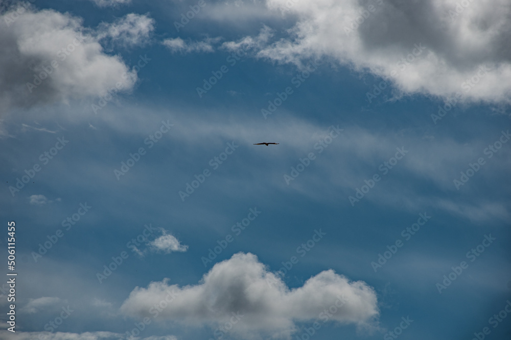 Aguila en vuelo con un cielo azul y nubes blancas