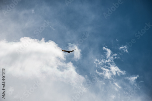 Aguila en vuelo con un cielo azul y nubes blancas