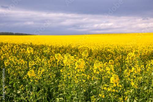 Rapeseed field