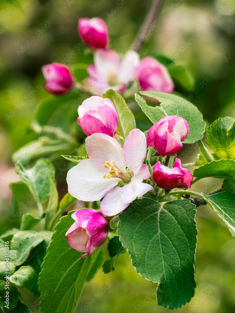Fototapeta premium Apple Bud in the Spring - Michigan Apple Tree in Blossom