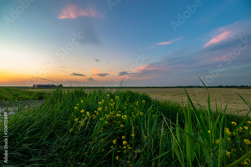 Colorful sunset over plain landscape in Holland with grass and wildflowers in the foreground