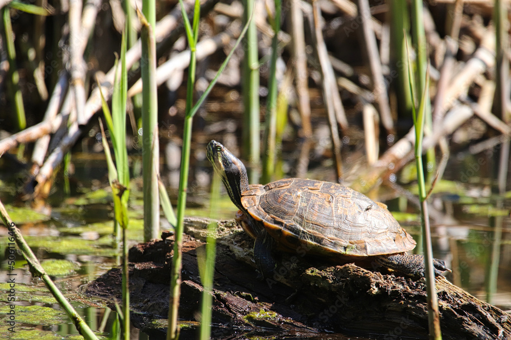 Fototapeta premium Schildkröte am Teich