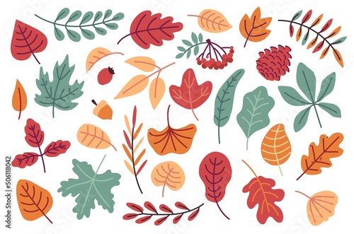 Autumn red, orange, yellow and brown leaves, berries and acorn. Fall season flat doodle forest oak, pinecone, rowan, maple and chestnut leaf. Fallen leaves vector set