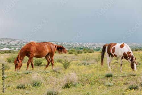 A pair of multi colored horses grazing in a green meadow next to the village