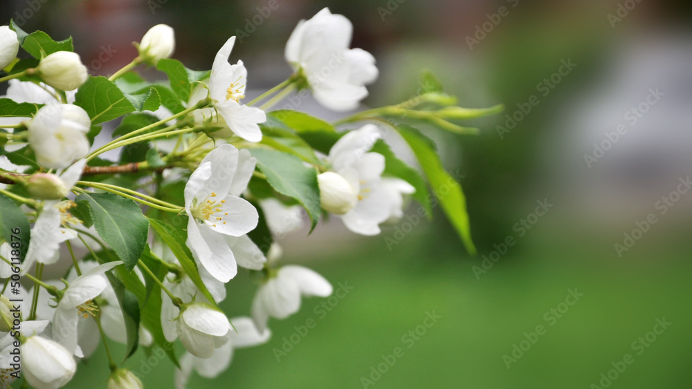 Fototapeta premium white flowers of a tree
