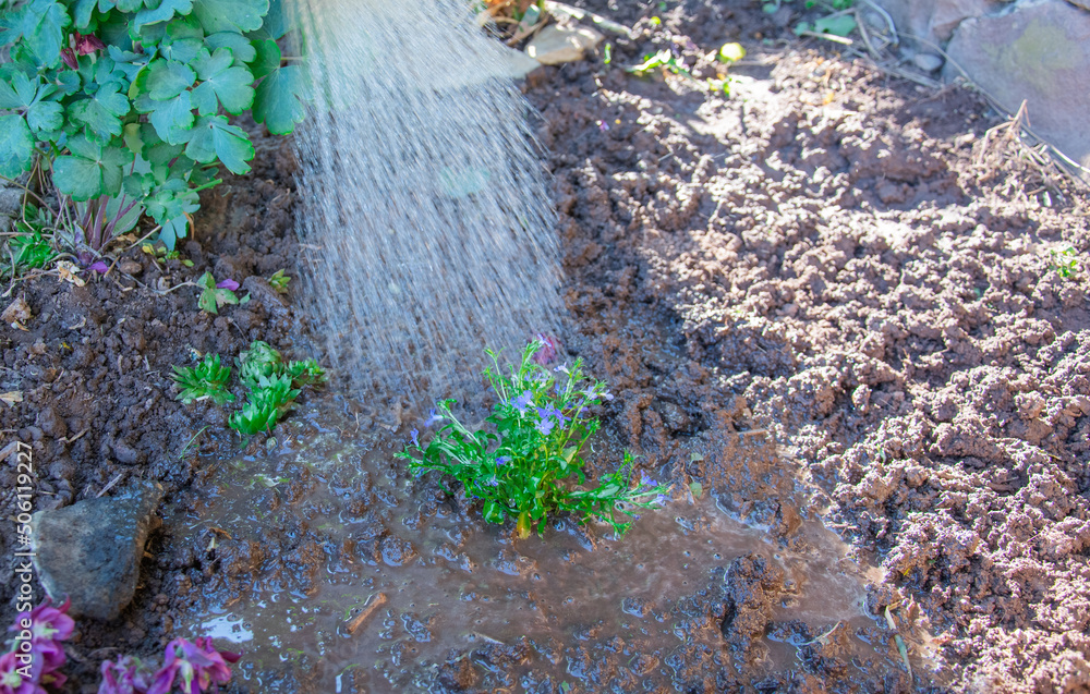 Fototapeta premium watering flowers from a watering can